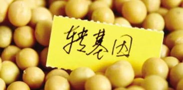 福特座椅大豆造，车内异味的“真凶”究竟是谁？